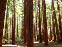 Redwood forest - Nouvelle-Zélande